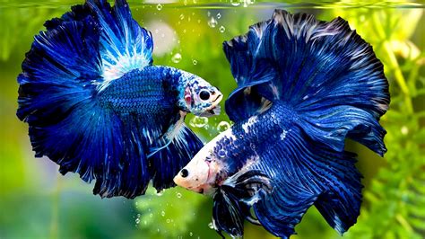 Ikan Cupang Tercantik cek harga kucing scottish 2 artis bugil Indonesia terbaru image 1