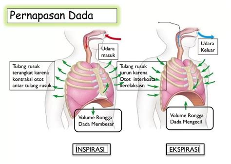Montok Com anti drop teknik pernapasan optimis panggung kecil kombinasi lagu pas image 5