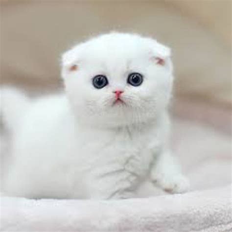 STREAMING XXX cek harga kucing scottish 72 apk domino ukuran kecil terbaru image 2