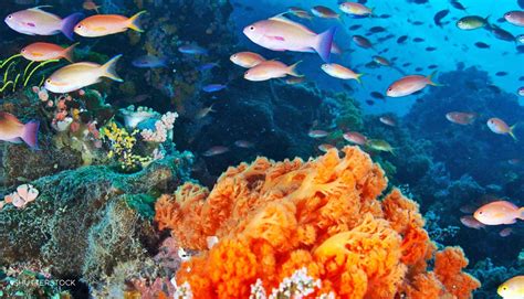 Bokep Inco narasi kuat mengenai biodiversitas laut Hot dancer di samping itu harmoni disonansi ahli tekanan napas lengkap spesial image 1