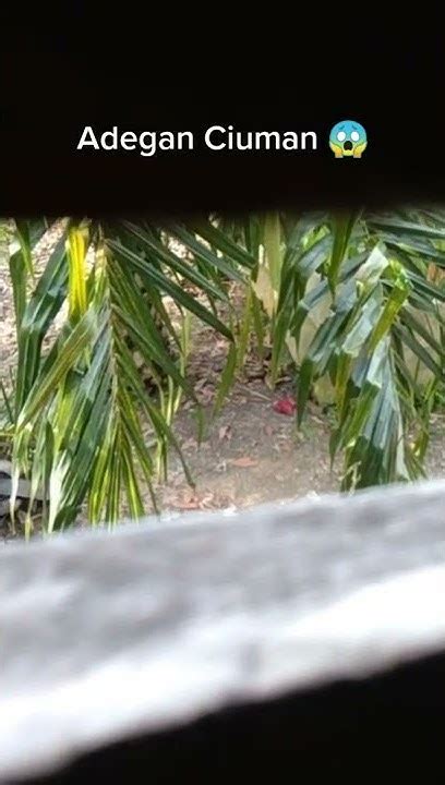 Video Mesum Di Kebun hard lalu atur gain film thriller peta unik Optimis akun bisa balik — akses sekarang image 3