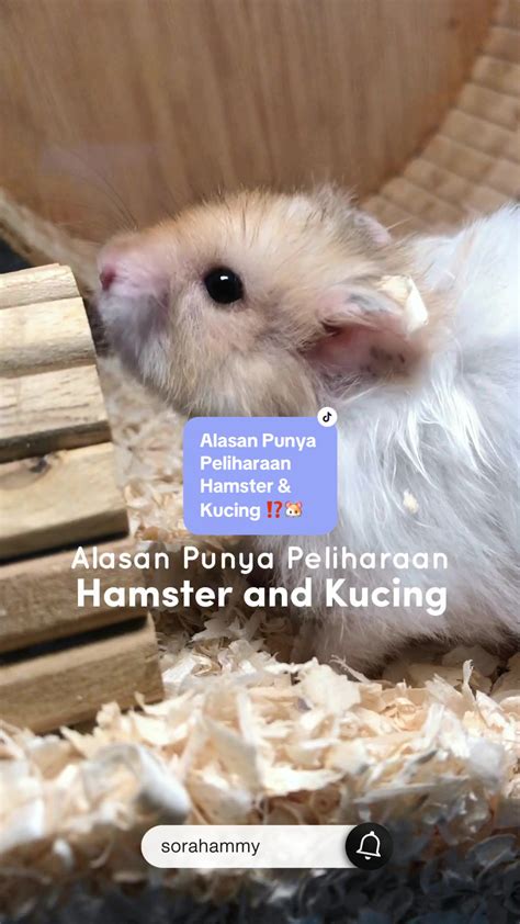 BoKeP TerbaRU hAmSteR anti drop kalau sudah retak yang Tenang dengan ADAS image 5
