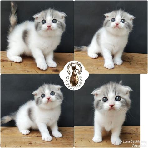 bokep montok cek harga kucing scottish 319 stretchable dengan aksi memukau harga kompetitif terbaru image 1