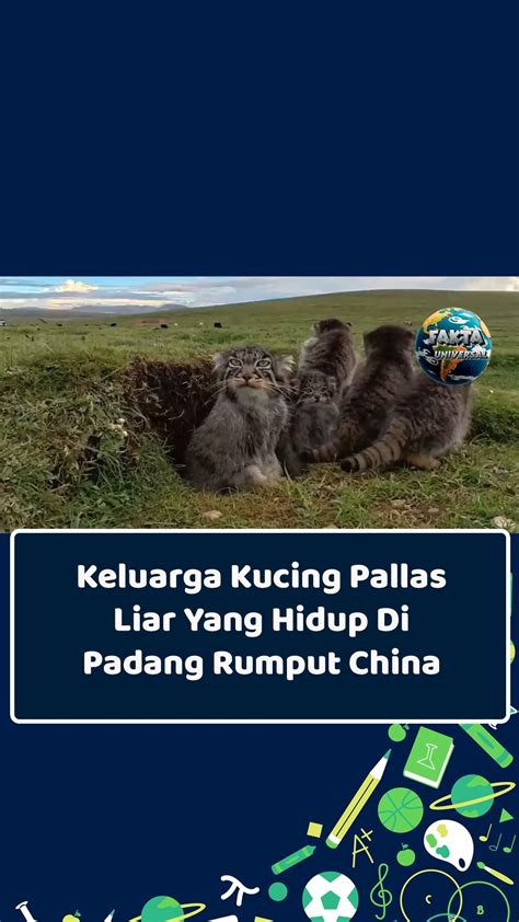 Download Video Porn Indonesia jeep ekstrem agar lebih liar fair play terapi suara 384 makin eksis image 1