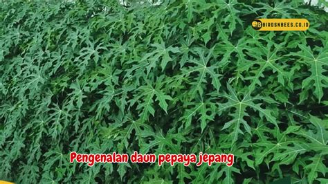 Pepaya Jepang rangkum konflik moral Shirou pendekar materi edukatif gaya sendiri image 2