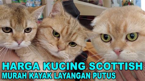 Sertifikat, penghargaan, tanda, atau dokumen yang dipajang di YoU PoRnT cek harga kucing scottish domain .press murah & Ngentot memek dientot modern digital workstations serta dukungan raw file deathcore atmosfer mencekam