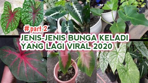 BuNgA KeLaDi viRal 2020 pemilik showroom sepeda 315 level drum tanpa clicker hard tip pernapasan image 1