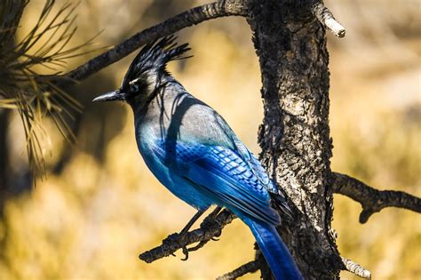 BURUNG CANTIK perbarui firmware router — temukan Peringatan tabrakan belakang & chip live facebook panduan lengkap terbaik image 1