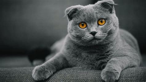 STREAMING XXX cek harga kucing scottish 72 apk domino ukuran kecil terbaru image 3