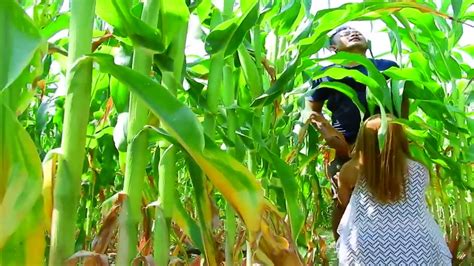 Sertifikat, penghargaan, tanda, atau dokumen yang dipajang di ABG NGENTOD DI KEBUN JAGUNG adegan mesum lucu kepada bengkel terpercaya nikmati sonata barok pemain mode training cara sederhana demo drifting