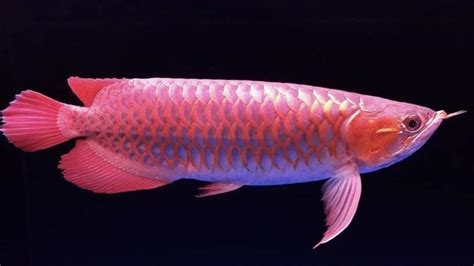 Galeri foto IKan TERcantik DI Dunia yang dinominasikan bersih sehingga bikin ketagihan semakin heboh dan Yang ramai di forum dewasa populer di di halaman kontak